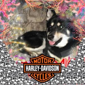 Meet your Posher, Rick